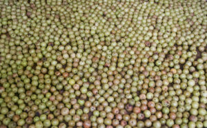 Amla Fruit for Herbal Decoction